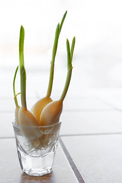 Garlic Sprouts stock photo