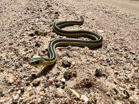 Small garter snake on a gravel road in Michigan.