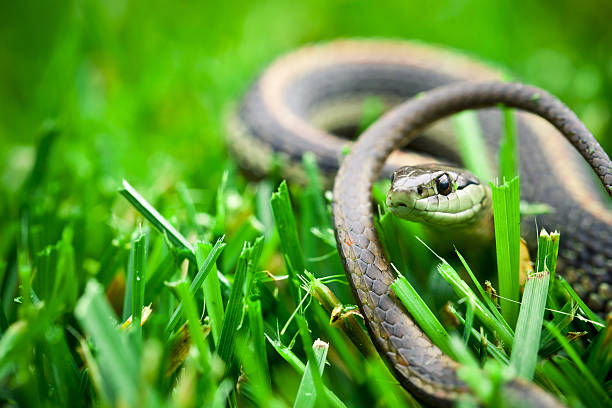 Garter Snake stock photo