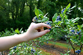 istock Gathering Ripe Blueberries in Summer 1387878963