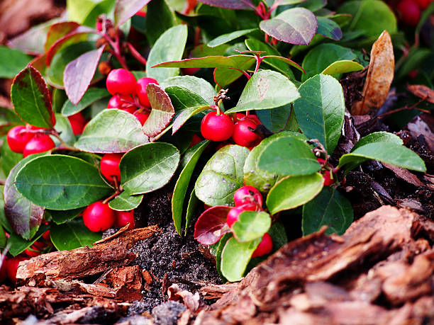 Gaultheria procumbens - eastern teaberry, stock photo