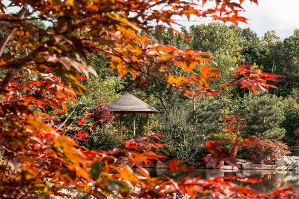 Gazebo framed by the leaves of a japanese maple tree at the Frederik Meijer Gardens stock photo
