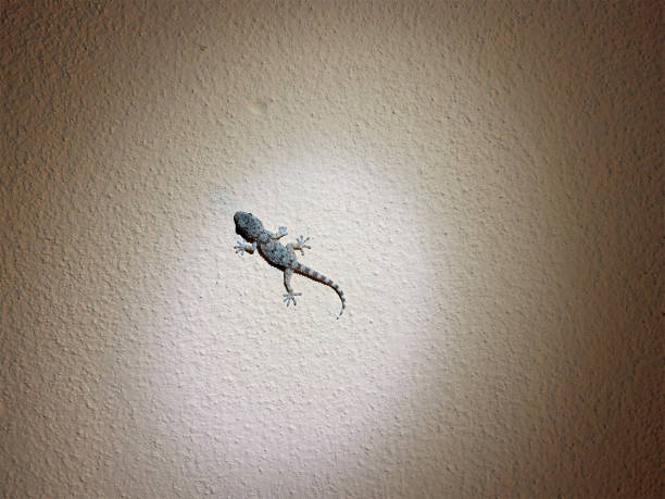gecko climbing a wall at night stock photo
