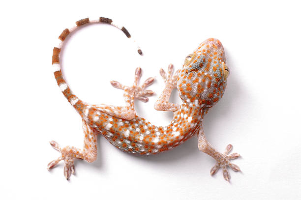 Gecko climbing isolated stock photo
