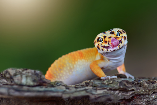 Gecko lizard on a branch in tropical garden