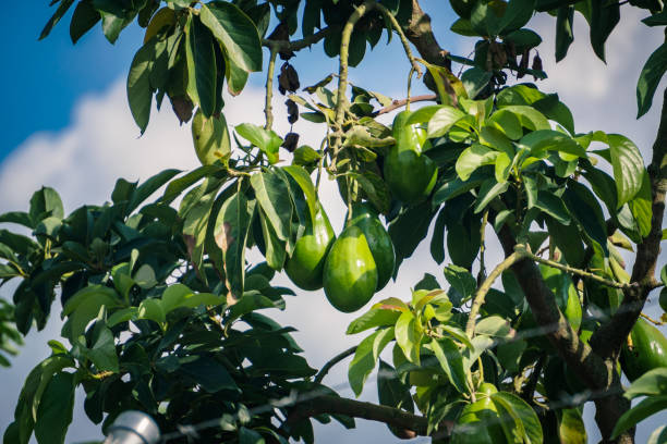 Geen avocado in the tree stock photo