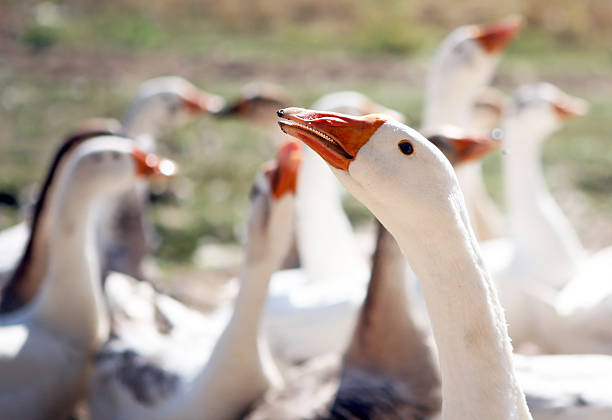 geese close up stock photo