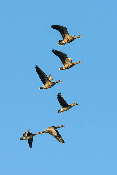 Geese in flight stock photo