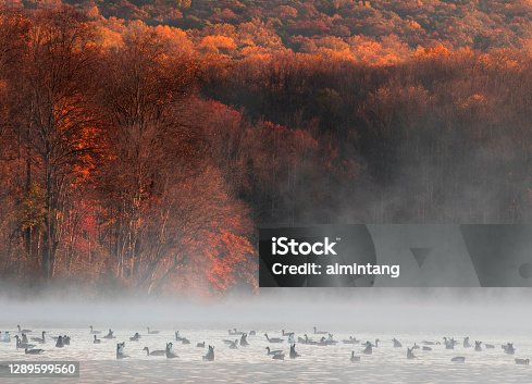 istock Geese swimming in Hopewell Lake in Autumn 1289599560