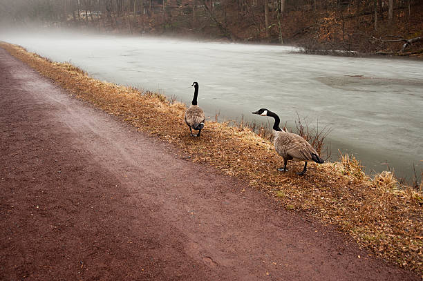 geese walking the canal towpath on a foggy winter day stock photo