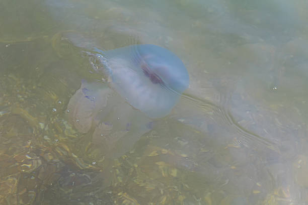 ниспадает гелеобразную медузами и прибрежные воды. природа - medusa стоковые фото и изображения