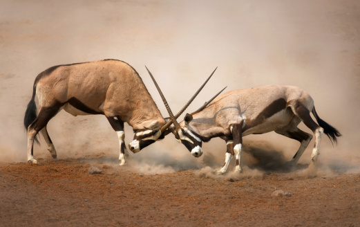  Intense fight between two male Gemsbok on dusty plains of Etosha