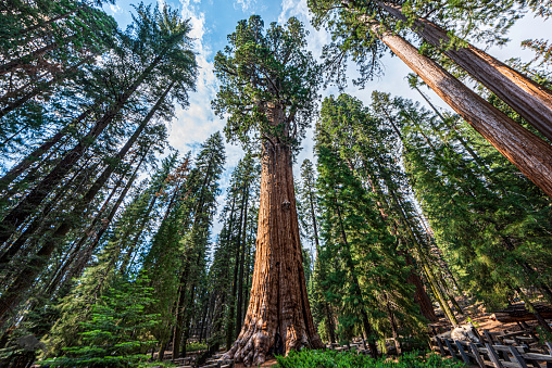 Wide Angle of General Sherman - Sequioa National Park