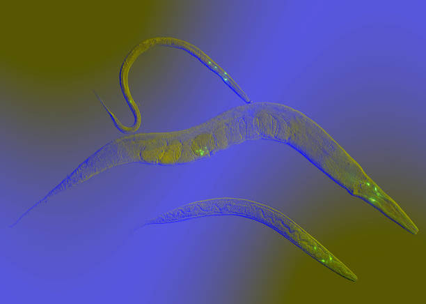 Generations Caenorhabditis elegans is a free-living, transparent nematode, about 1 mm in length caenorhabditis elegans stock pictures, royalty-free photos & images