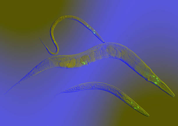 Generations Caenorhabditis elegans, a free-living transparent nematode (roundworm), about 1 mm in length. caenorhabditis elegans stock pictures, royalty-free photos & images