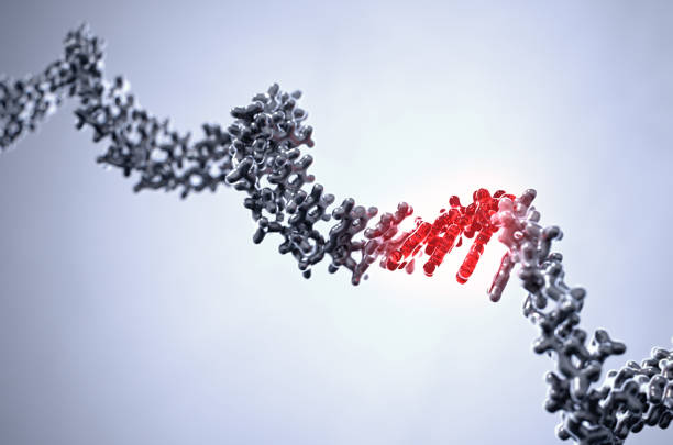Genetic Variation by RNA Mutation stock photo