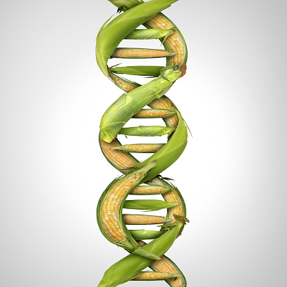 Genetically modified crop and GMO food or engineered agriculture concept using biotechnology and genetic manipulation through biology science as corn shaped in a DNA strand symbol.