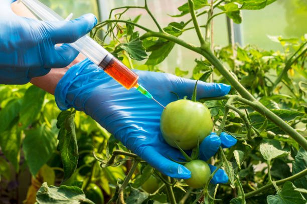 Genetically modified organism. Female scientist in blue medical gloves holds syringe with a red chemical fertilizer. Crop treatment with toxin from insect pests. GMO food injection. Experiments accelerating growth of vegetables. genetic modification stock pictures, royalty-free photos & images