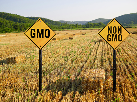 GMO and non-GMO signs in a wheat field GMO