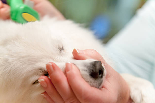 Gentle Dog Grooming stock photo