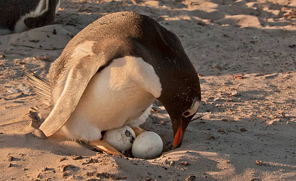 191 Gentoo Penguin Egg Stock Photos Pictures Royalty Free Images Istock