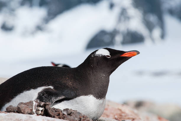 Gentoo Penguin, Antarctica stock photo