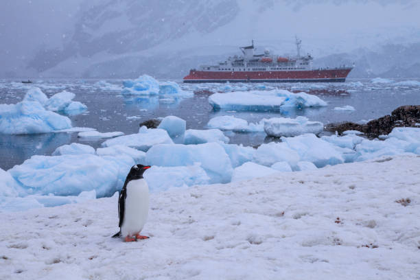 Gentoo penguin on snow with expedition ship in background stock photo