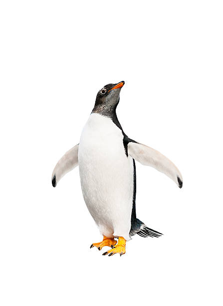 gentoo penguin over white background stock photo