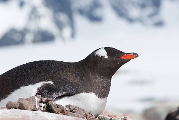 Gentoo Penguin snoozing stock photo