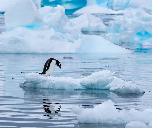 Gentoo penguin standing on an ice floe in Antarctica A gentoo penguin standing on an ice floe with its head leaning down and reflected in the water at Cuverville Island Antarctica penguin photos stock pictures, royalty-free photos & images