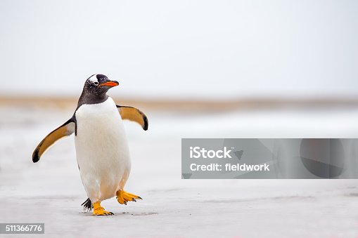 istock Gentoo Penguin waddling along on a white sand beach. 511366776