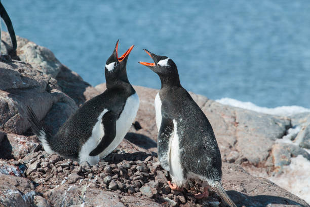 Gentoo Penguins, Antarctica stock photo