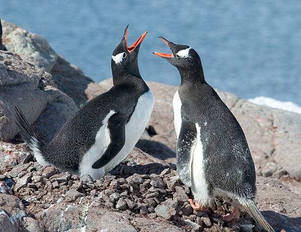 Gentoo Penguins stock photo