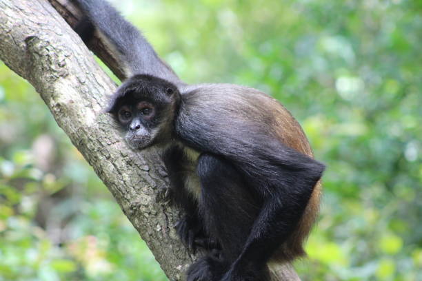 Geoffroy's spider monkey stock photo