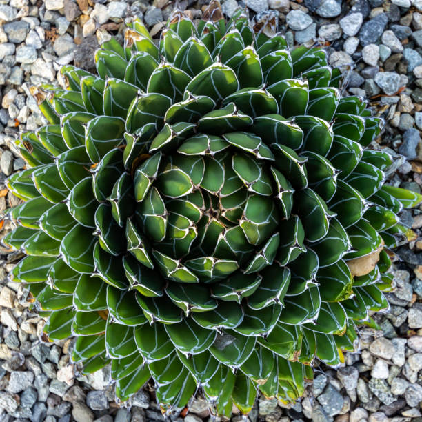 Geometric Patterns In Nature  sacred geometry stock pictures, royalty-free photos & images