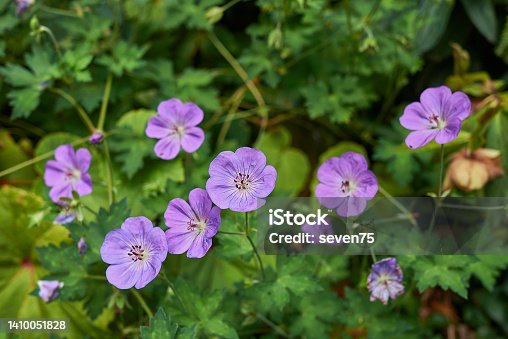 istock Geranium himalayense in bloom 1410051828