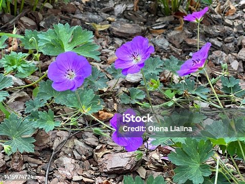 istock Geranium Rozanne Gerwat Cranesbill perennial purple flowers in the garden 1415974724
