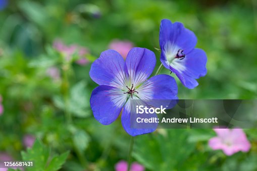 istock Geranium Rozanne in flower in a garden in summer, England, United Kingdom 1256581431
