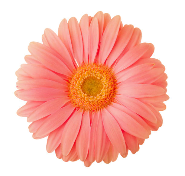 Gerbera flower of coral color isolated on white background. stock photo