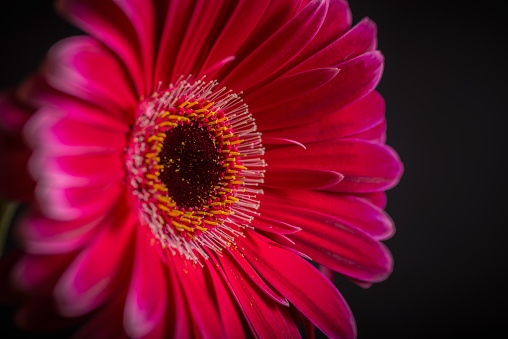 Gerbera fondo oscuro.