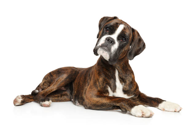 German boxer looks surprised German boxer looks surprised while lying on a white background boxer puppies stock pictures, royalty-free photos & images