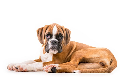 German Boxer Puppy Stock Photo Download Image Now iStock