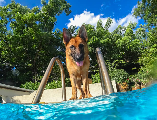 German Sheperd Dog Playing at Swimming Pool stock photo
