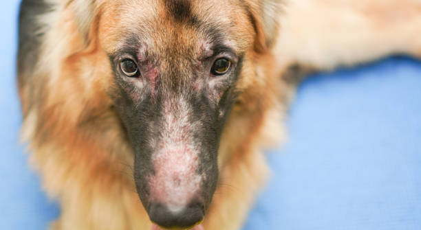 German shepherd dog face with allergic rhinitis dermatitis skin problem infection dog hair fur stock photo