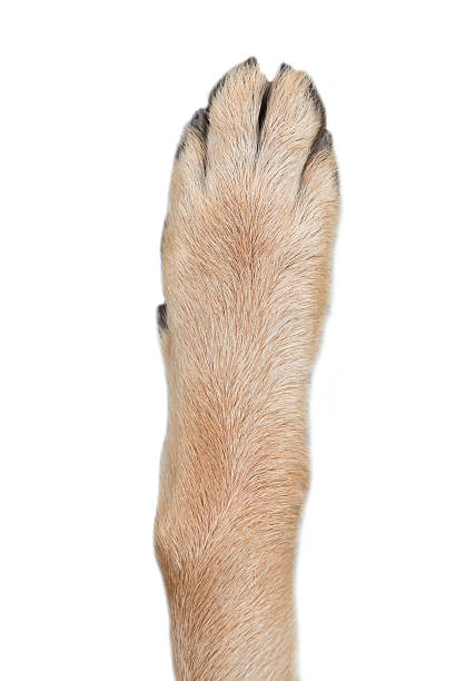 German Shepherd Dog stock photo