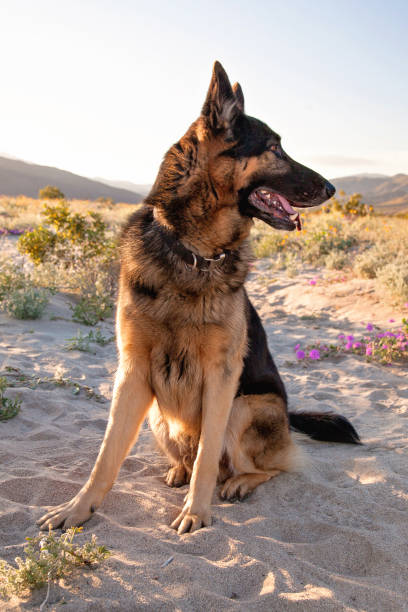 Long Haired German Shepherd Puppies Stock Photos Pictures