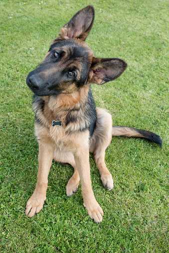 German Shepherd Dog Portrait Stock Photo - Download Image Now - iStock