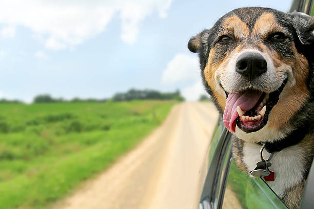 German Shepherd Dog Sticking Head Out Driving Car Window stock photo