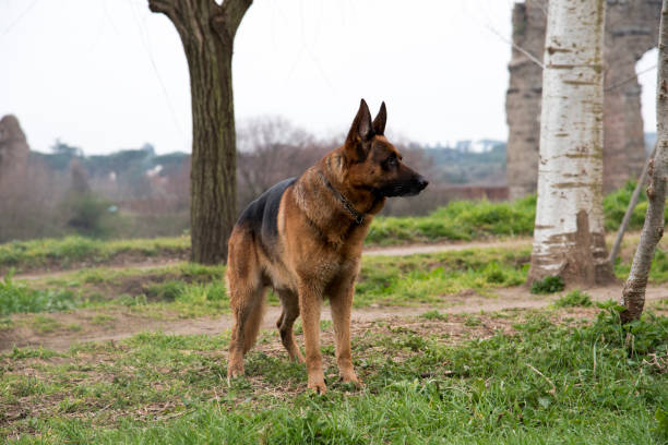 German shepherd dog walking at the park stock photo