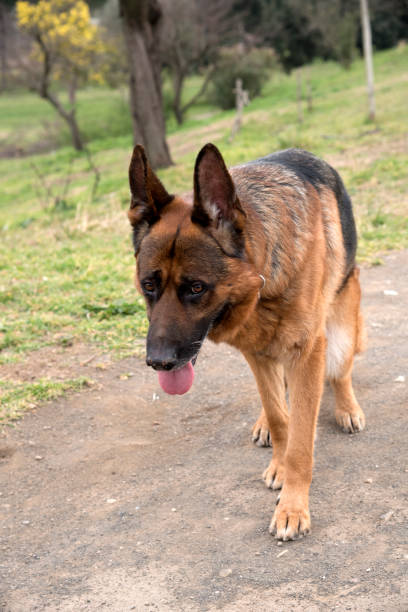 German shepherd dog walking at the park stock photo